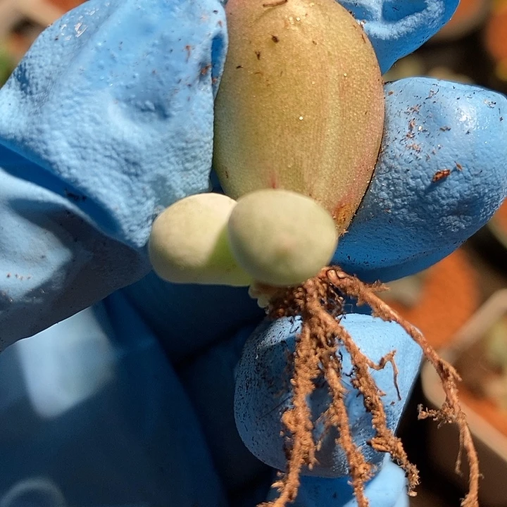 米可奶酪锦多肉植物