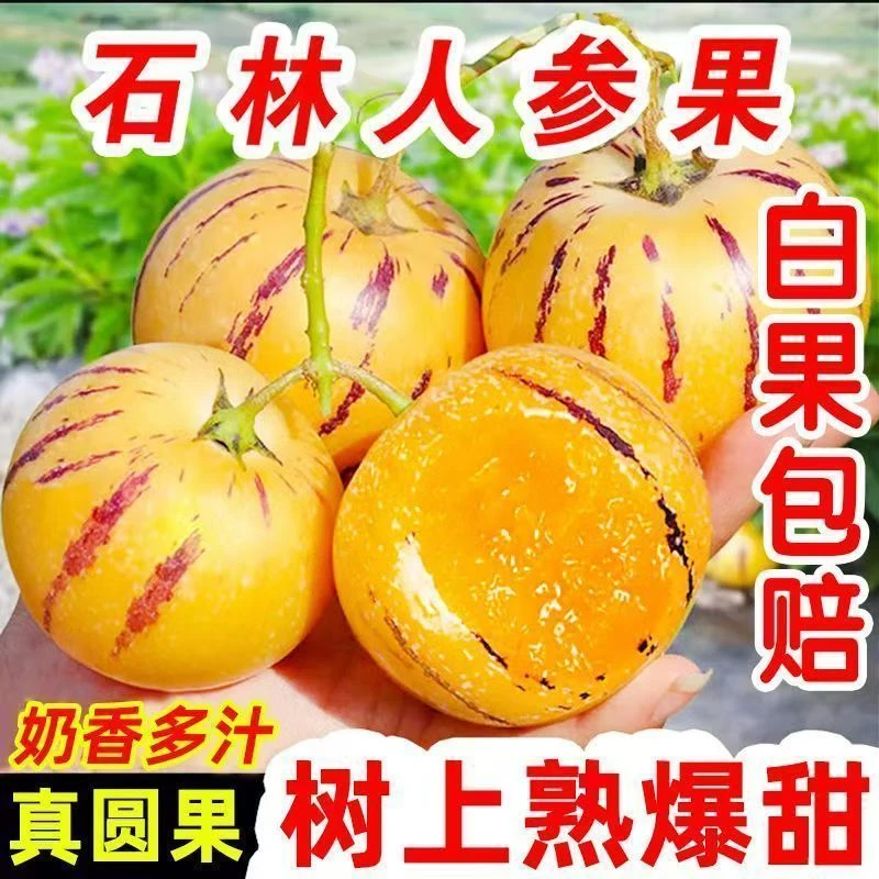 云南石林黄肉圆果果树上自然成熟清甜多汁应季水果