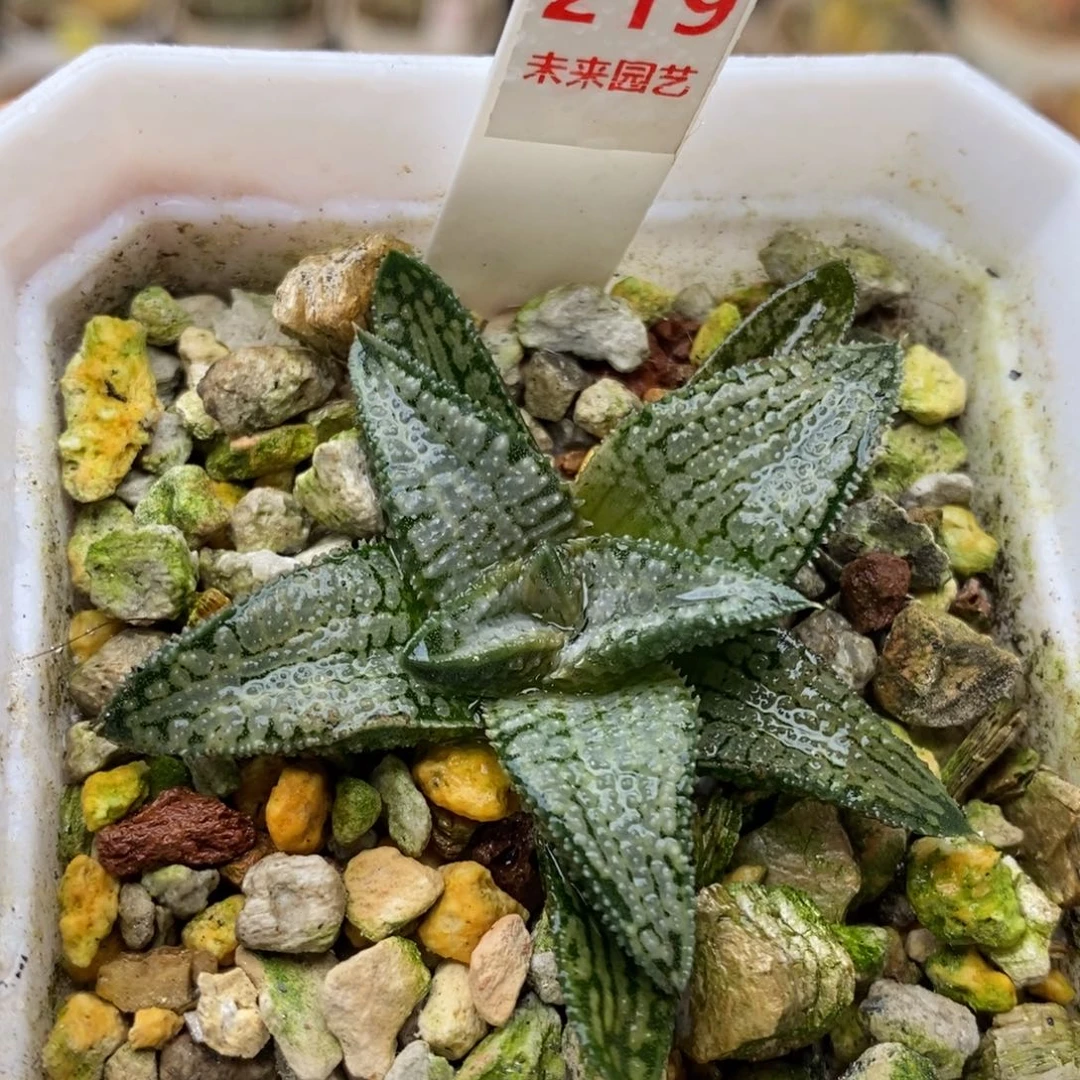219号银狼蛛多肉植物