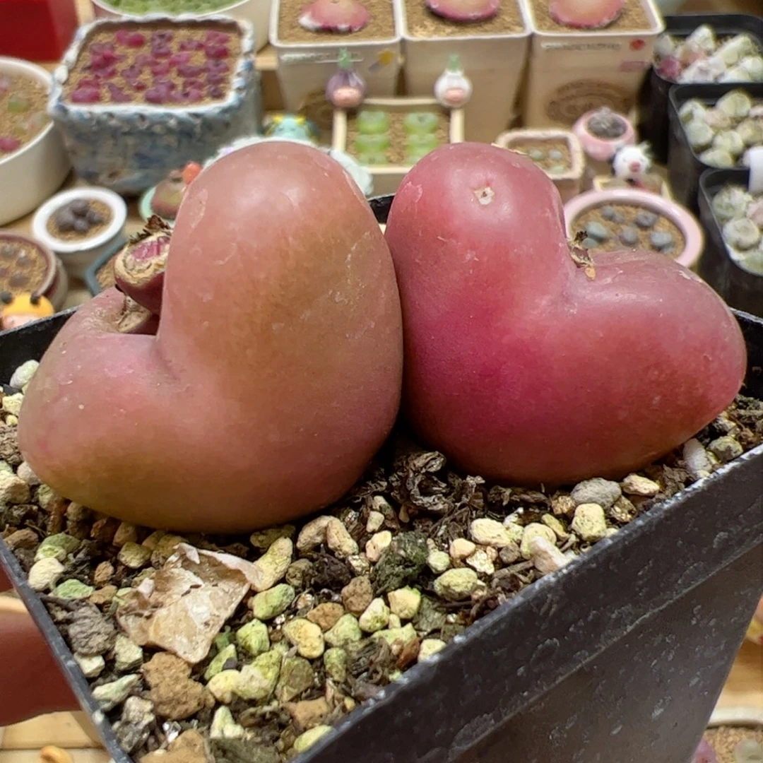 【闪购商品】108 超级吕氏大双头