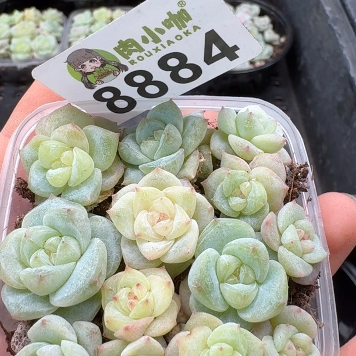 当前无花朵，栽培后可花朵多肉植物多肉植物