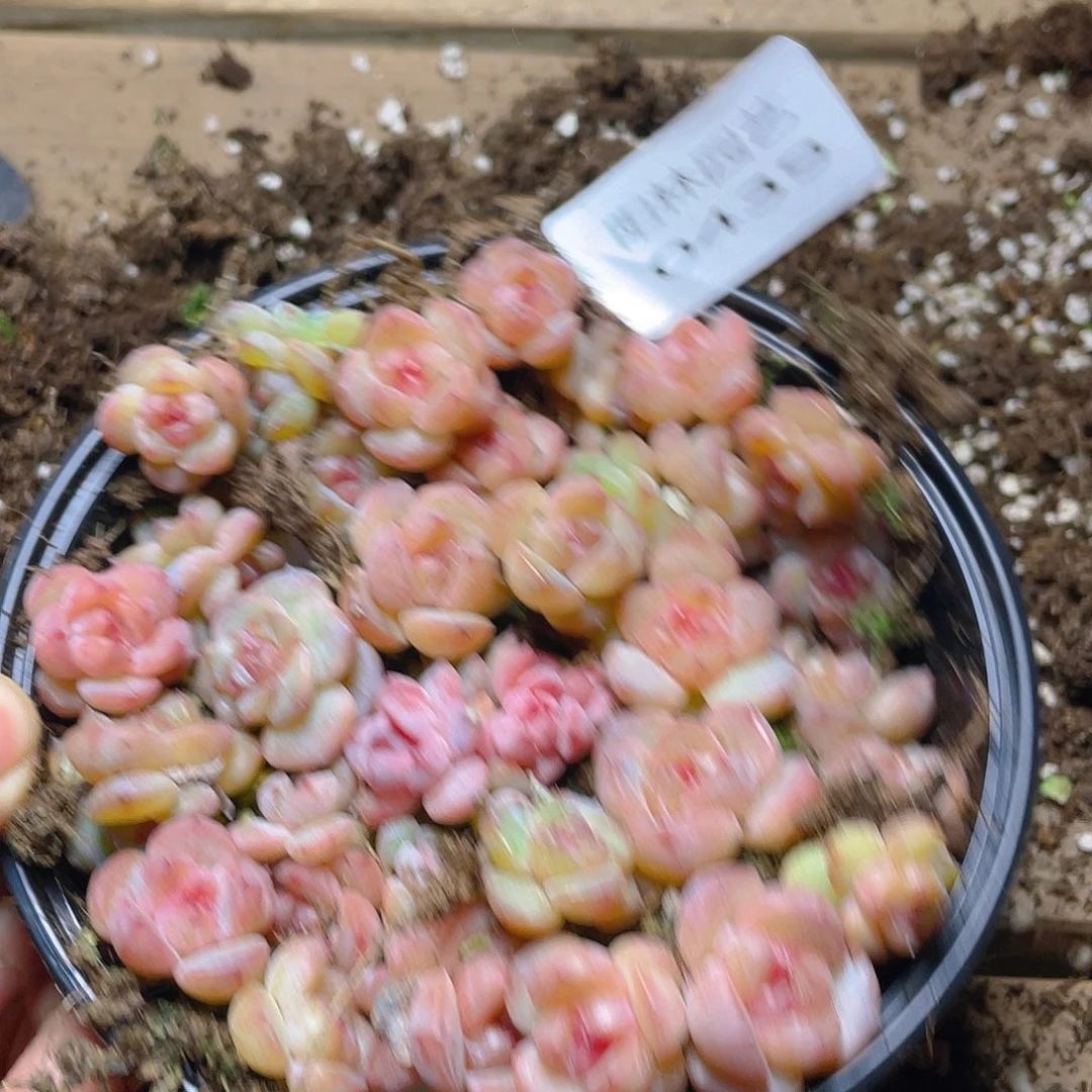 温***C多肉植物多肉植物439