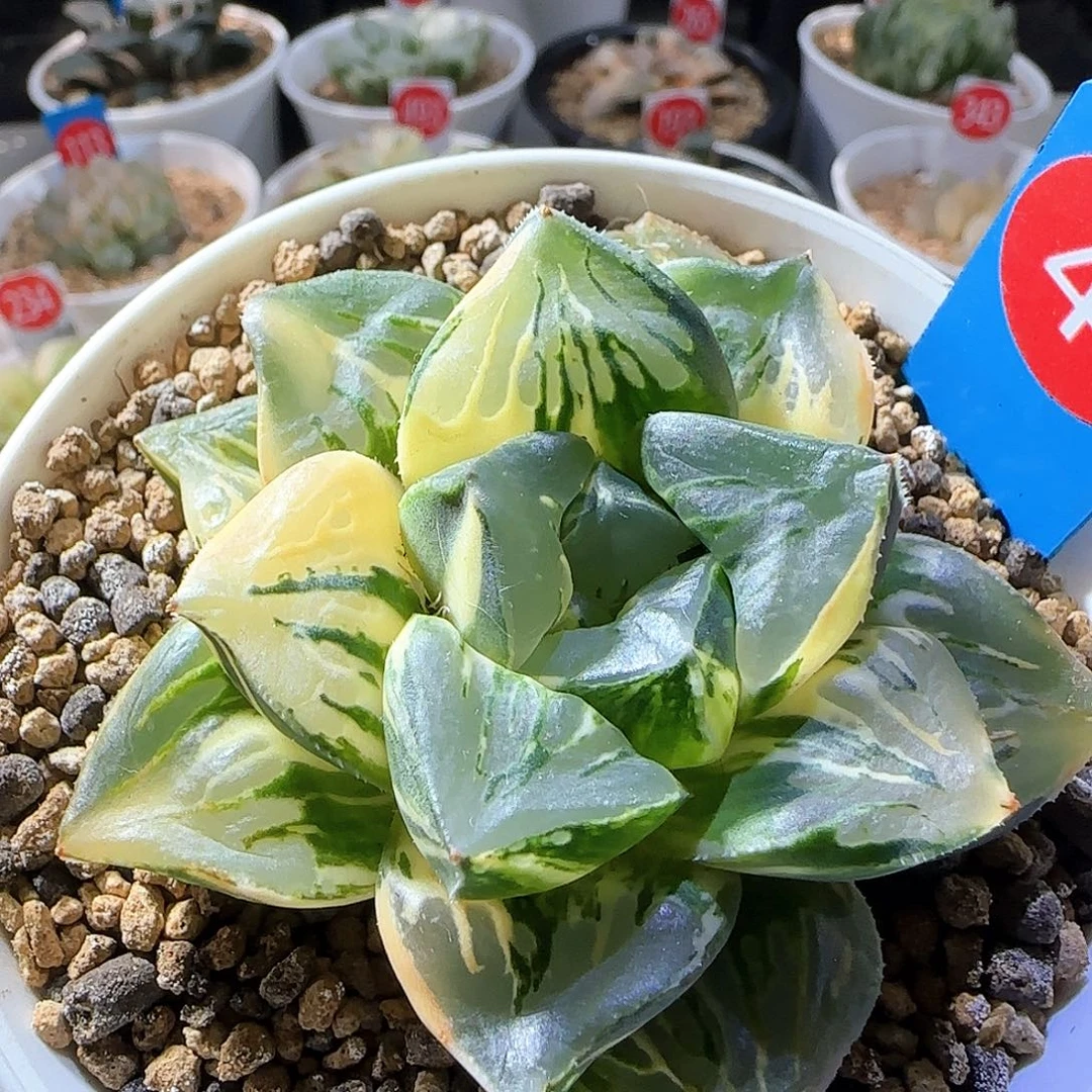 41号巨大化摩迪卡锦一物一拍带盆土