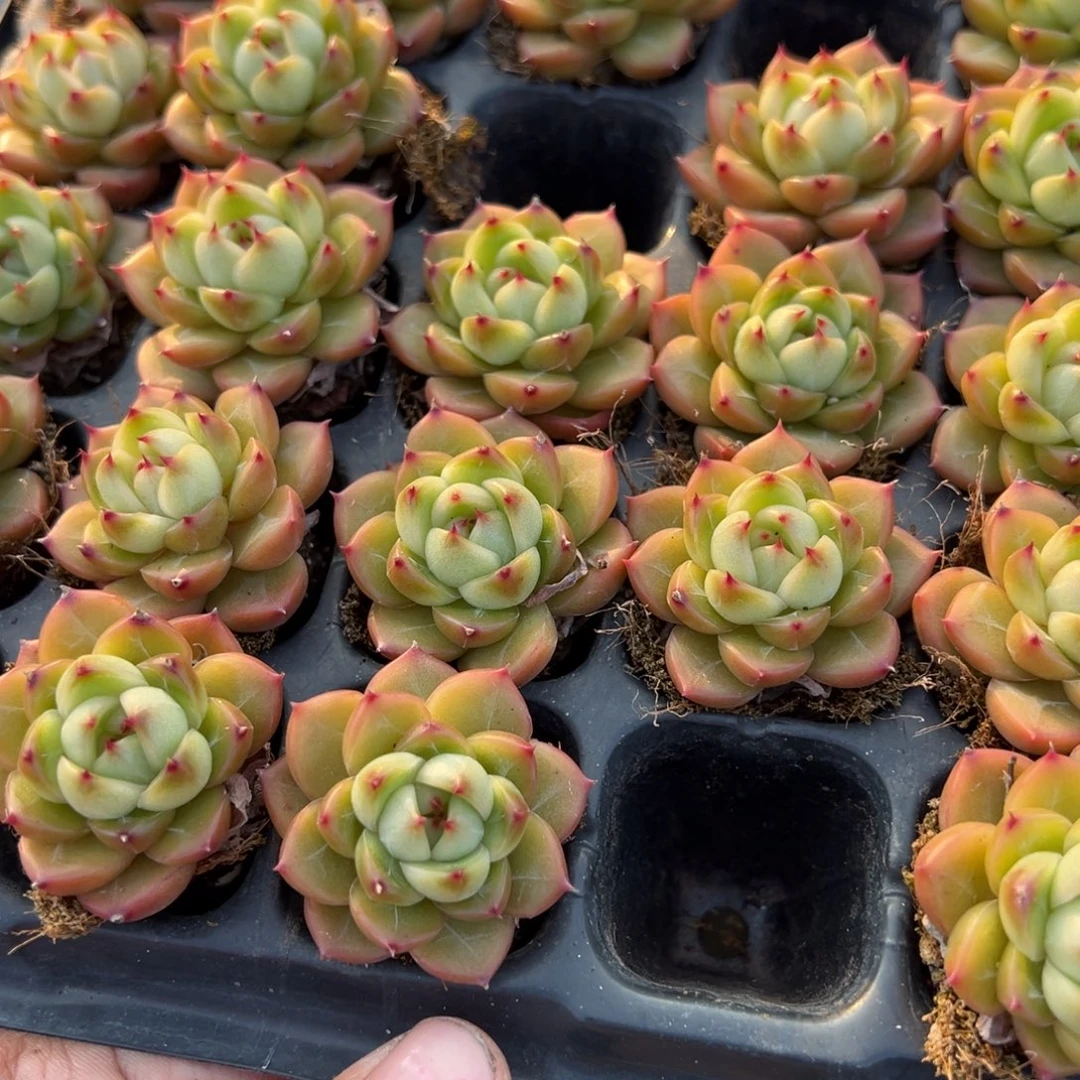 绿钻珍妮到手3颗3cm 量拍多肉满18元包邮明天发