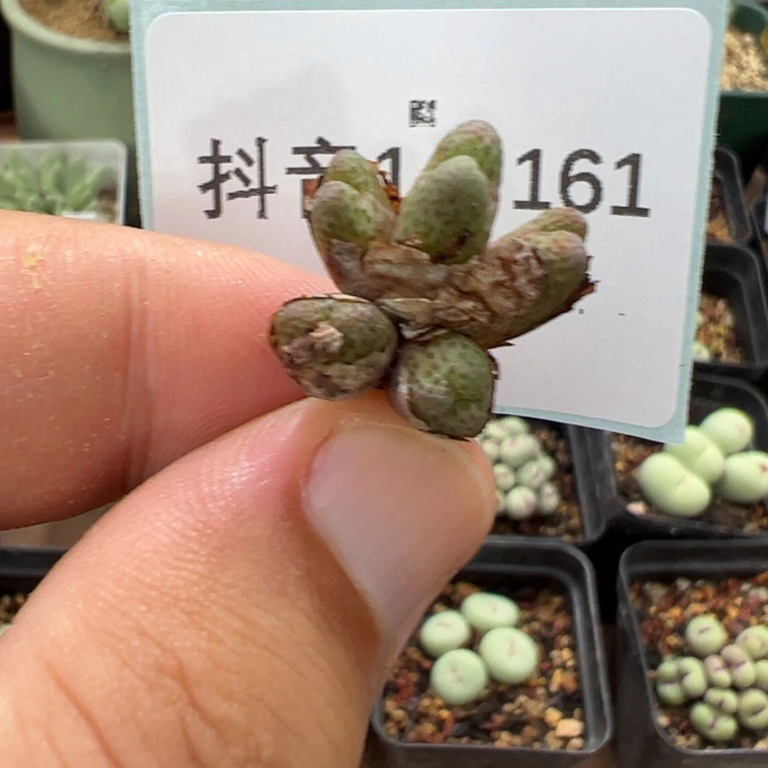14-161肉锥多肉植物