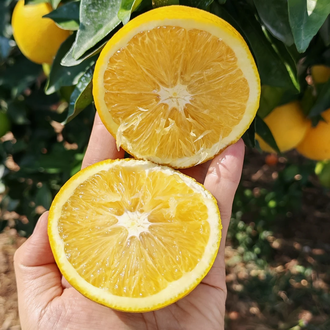 （现摘现发）20斤正宗赣南信丰脐橙新鲜采摘皮薄肉嫩多汁