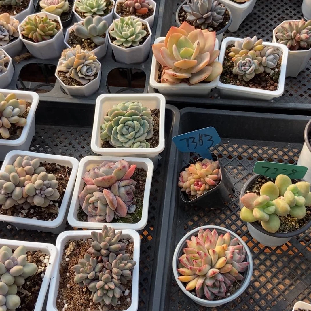 保温箱，低于零度去拍