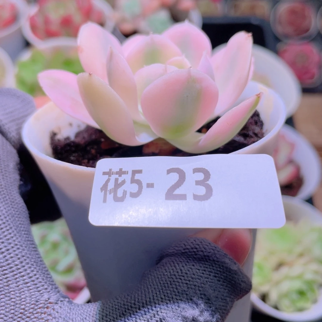 花利美 5-23鲁氏锦