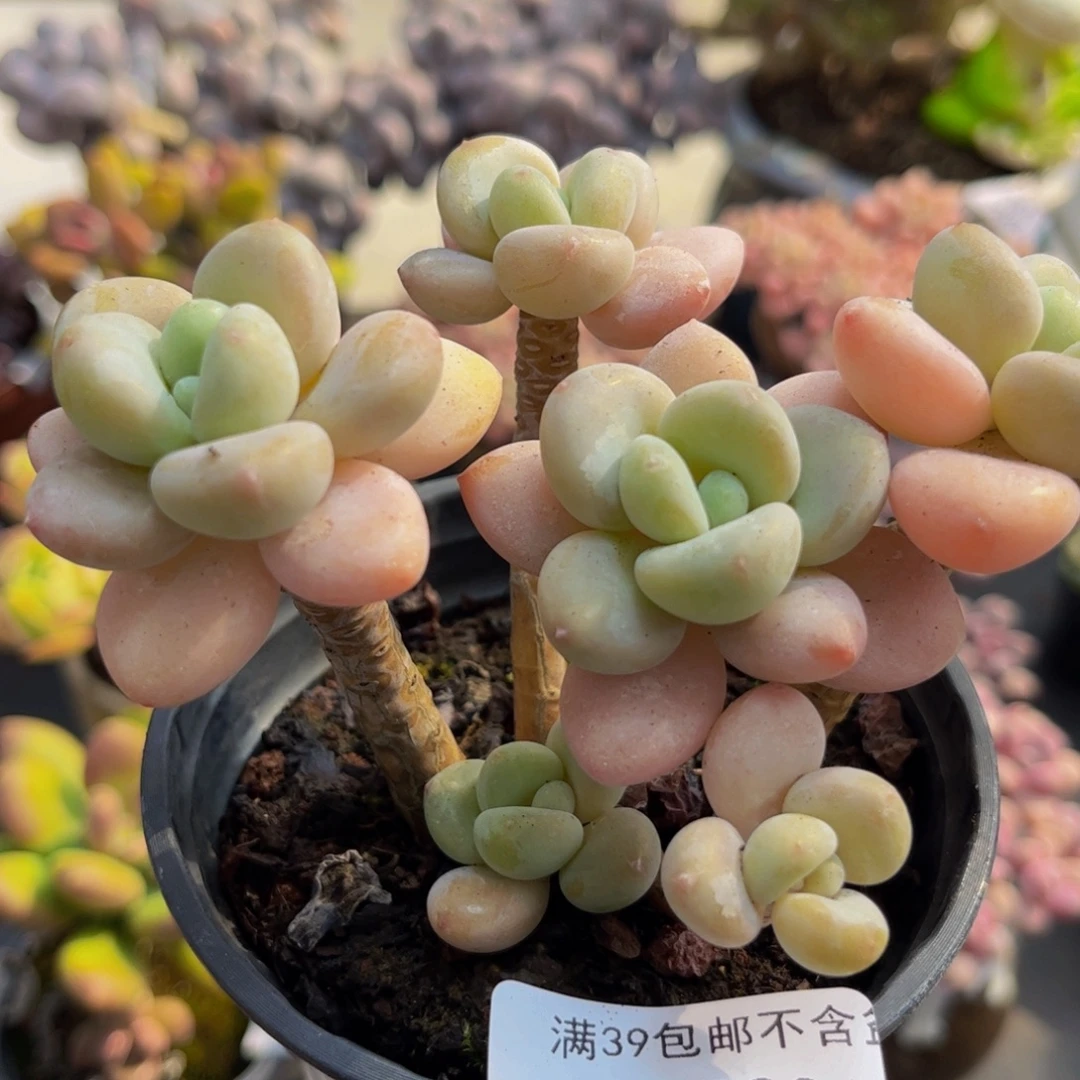 463/10cm香水洛神多肉