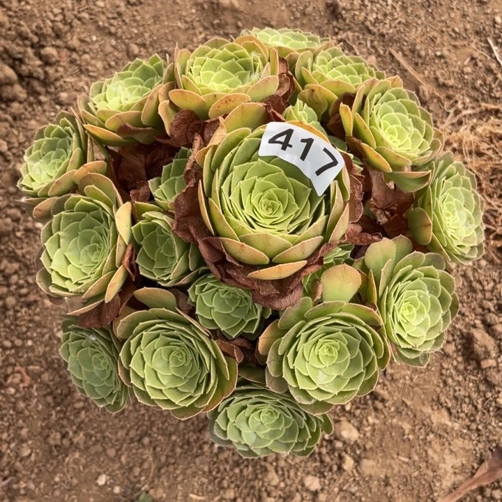 余****无花朵417多肉植物万圣夜