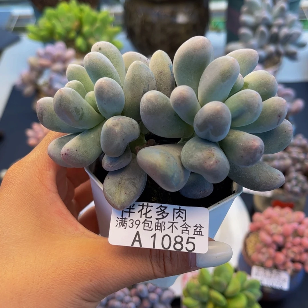 1085-米可奶酪多肉8cm