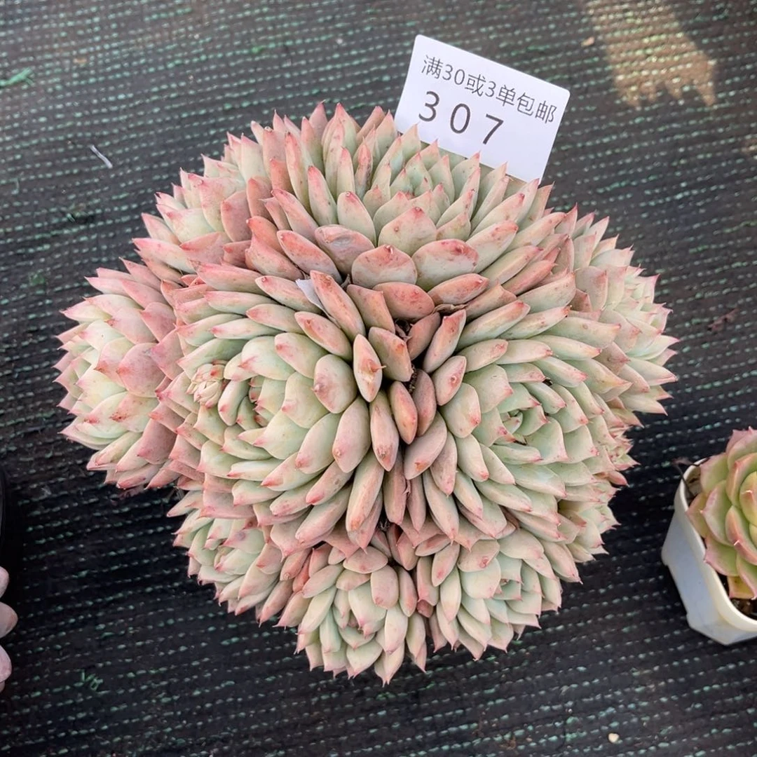 307tp群多肉植物……