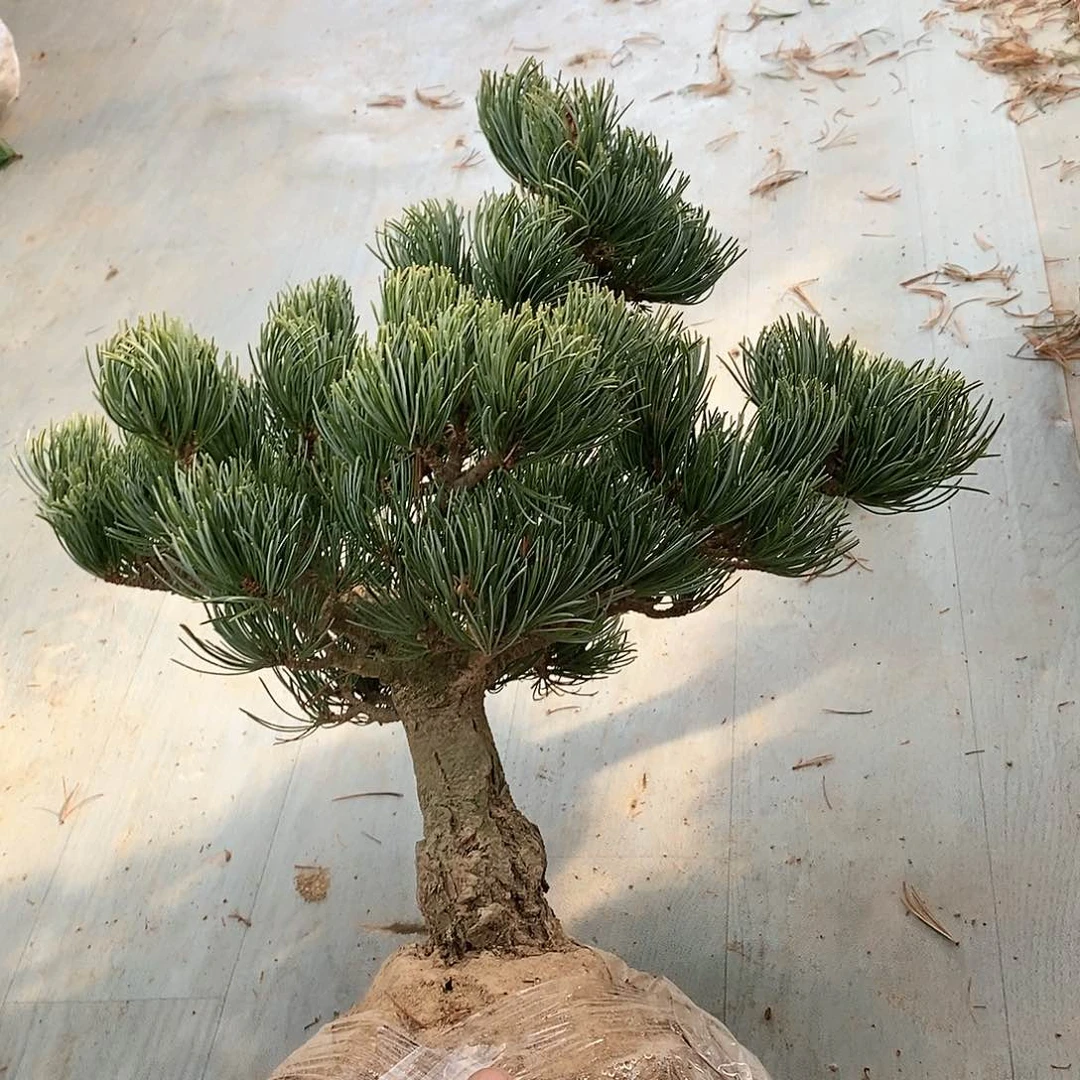 【闪购商品】无花朵