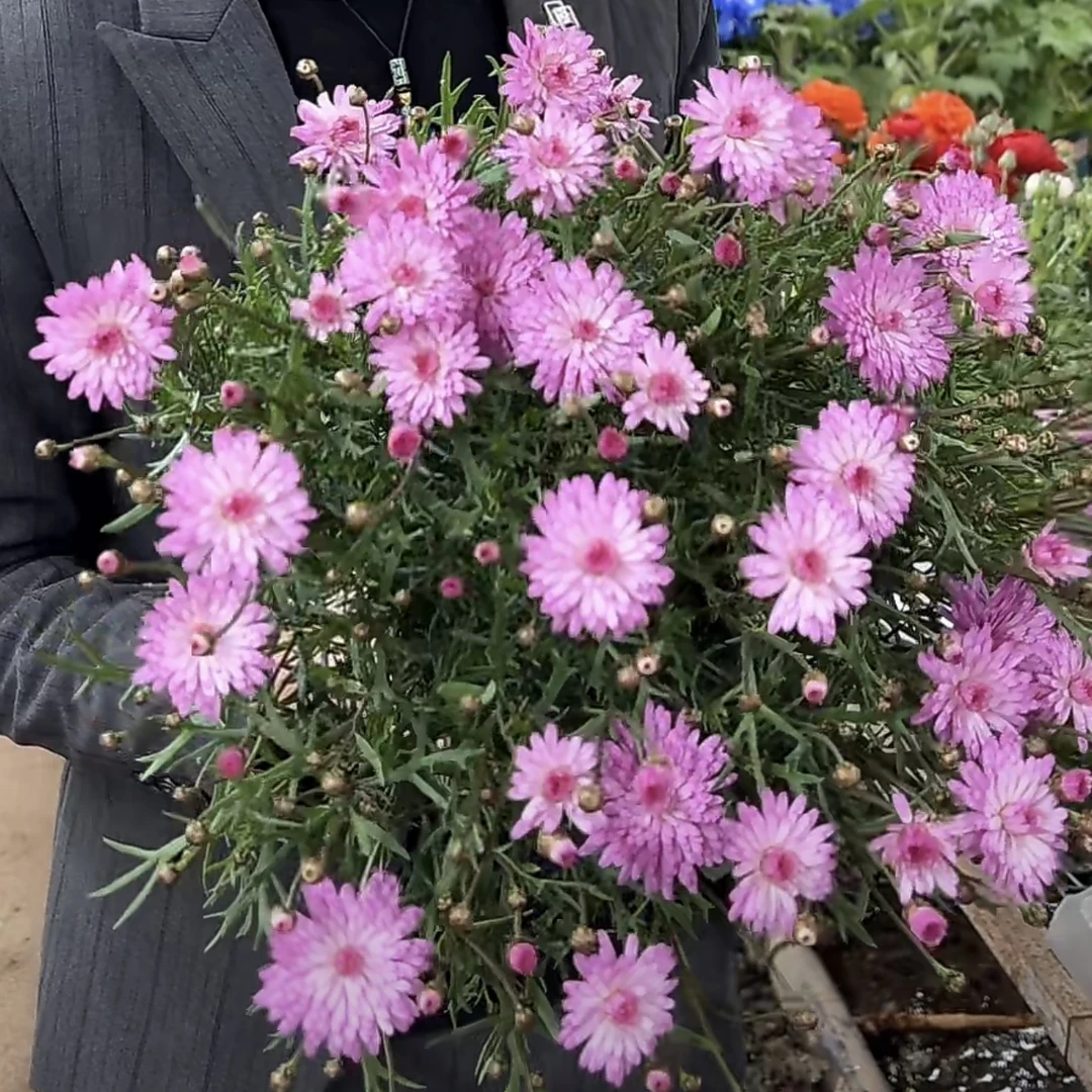 炫彩粉 玛格丽特菊花盆栽多年生易爆花新手易养护喜阳
