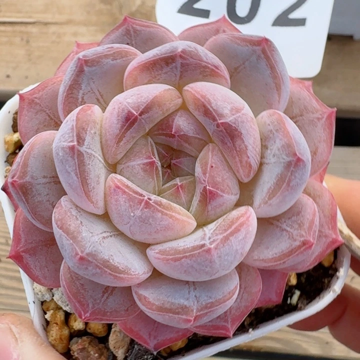 黛玉冰魄         精控精养多肉植物