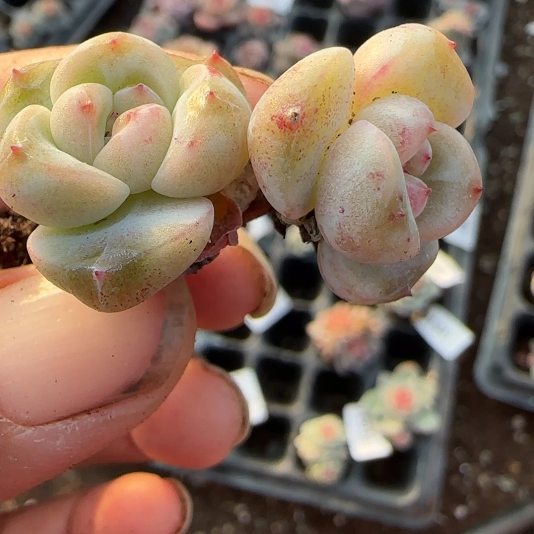 小卡拉米糖心一物一拍