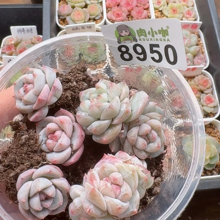 多肉植物多肉植物