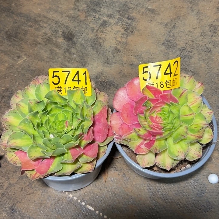 742知否多肉法师锦