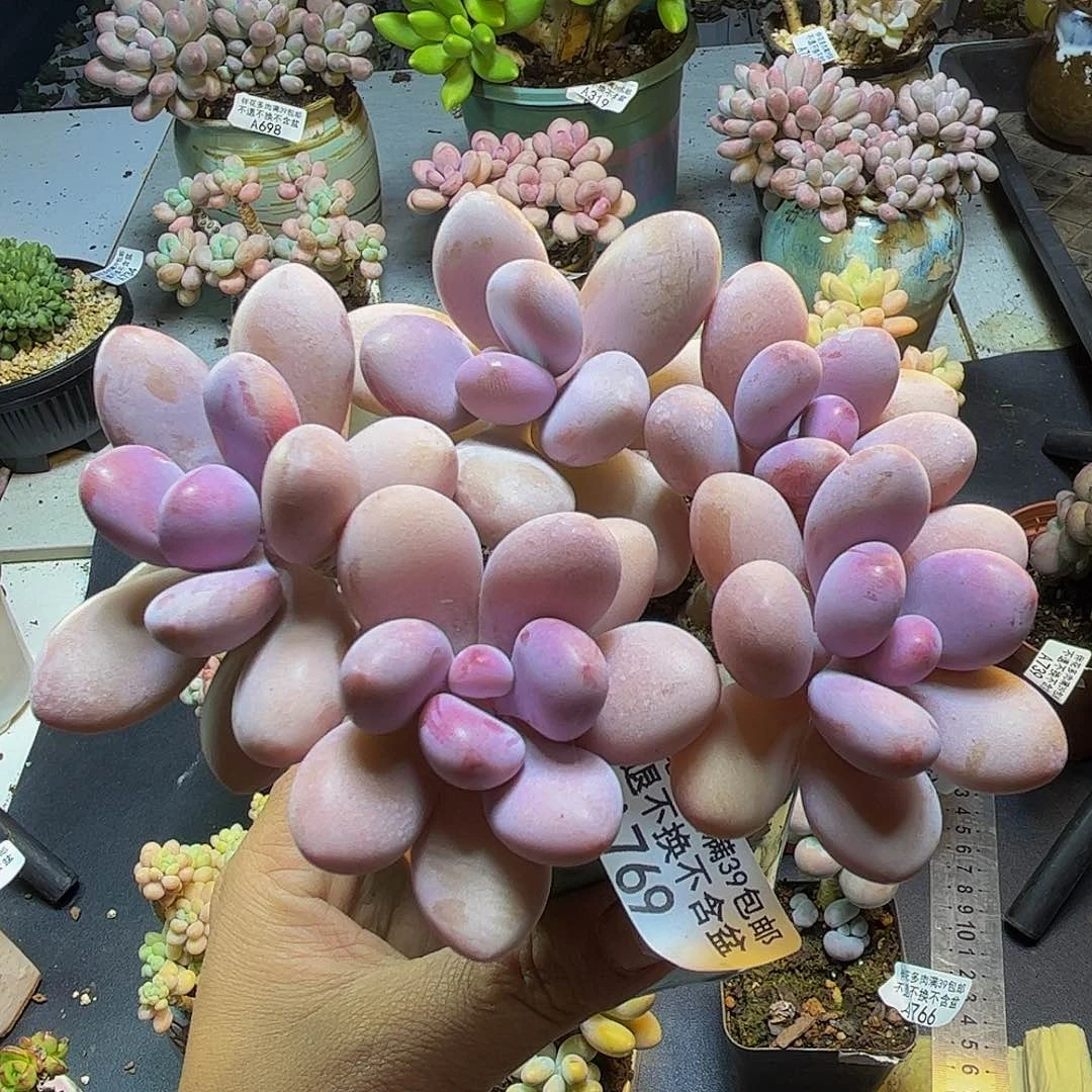 糖果桃蛋769/9cn多肉