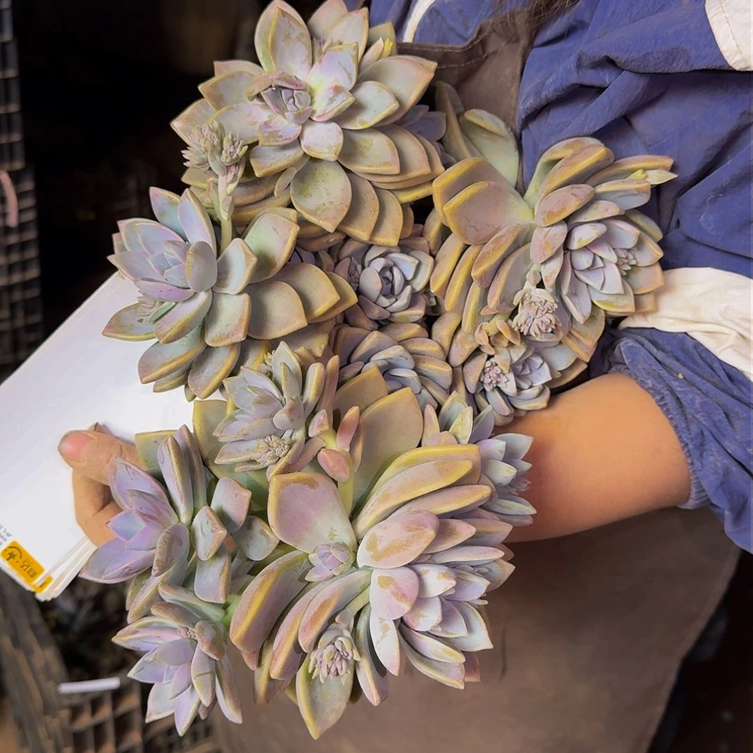 炜**猪紫雾 一颗 不包损9573