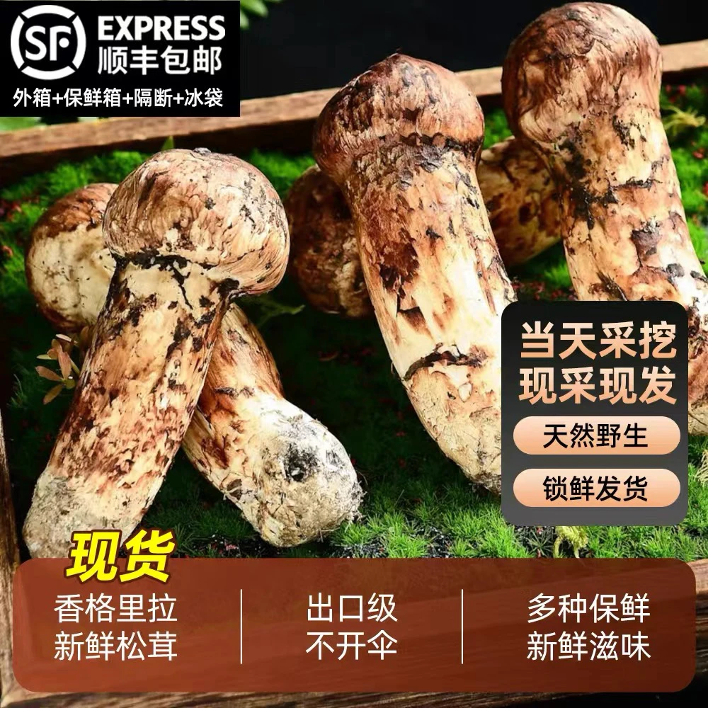 2025年当天下山的云南香格里拉新鲜松茸煲汤刺身油煎
