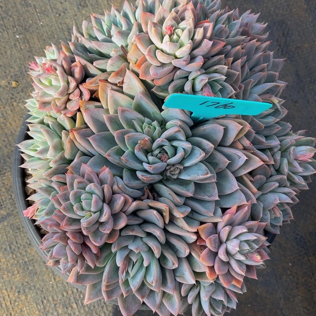 ?****e1760号上午多肉植物群生多肉