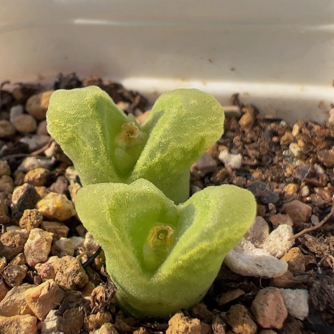 220多肉植物百科植物