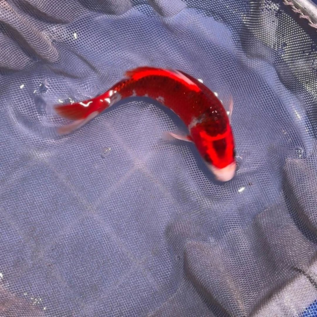 海水鱼精品锦鲤大放漏