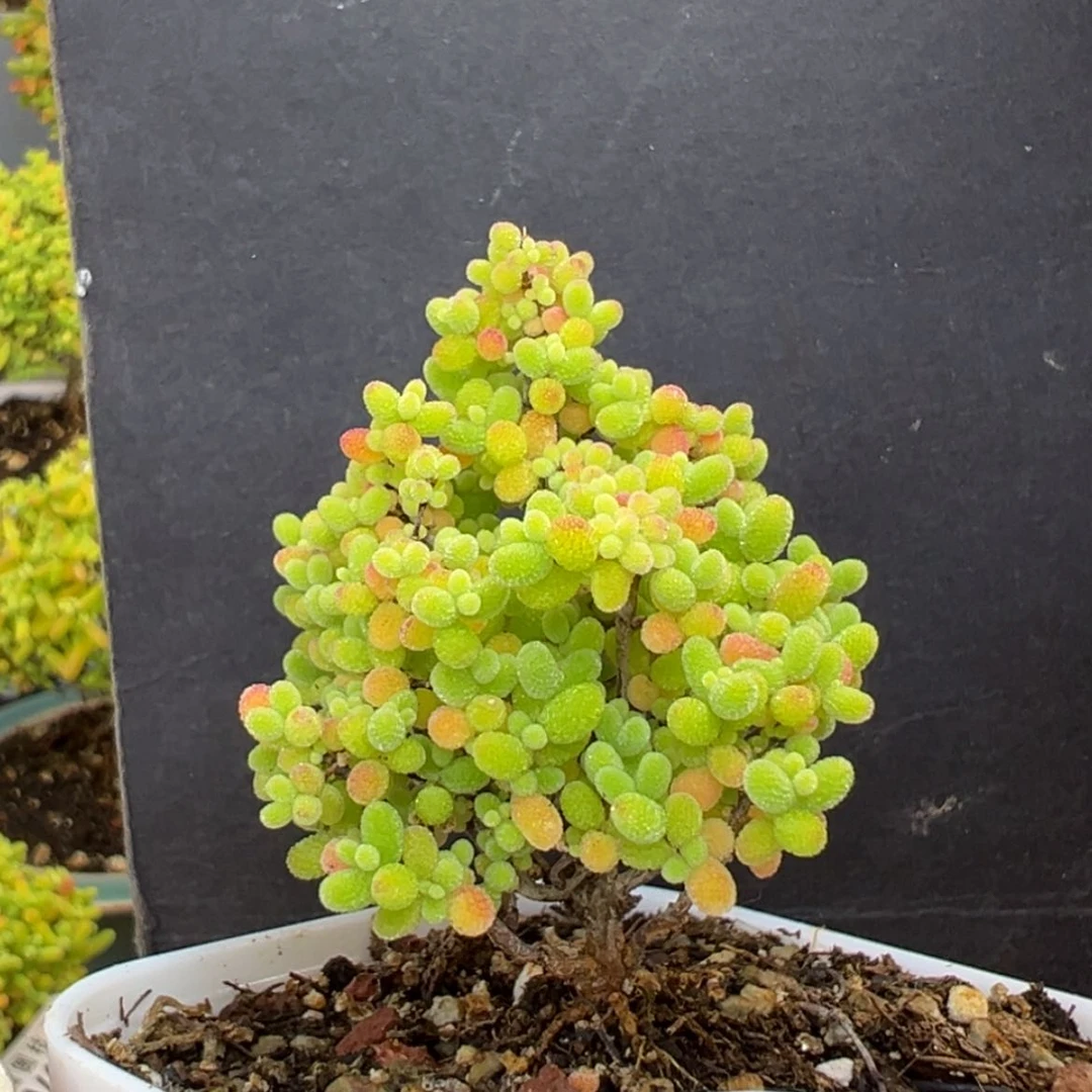 【闪购商品】四*dy6751精控蜜橘糖球冠幅4cm