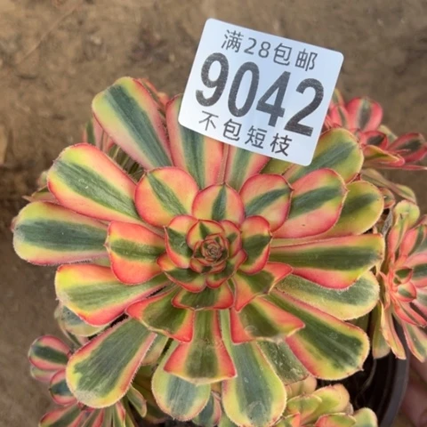 热恋多肉植物法师9042