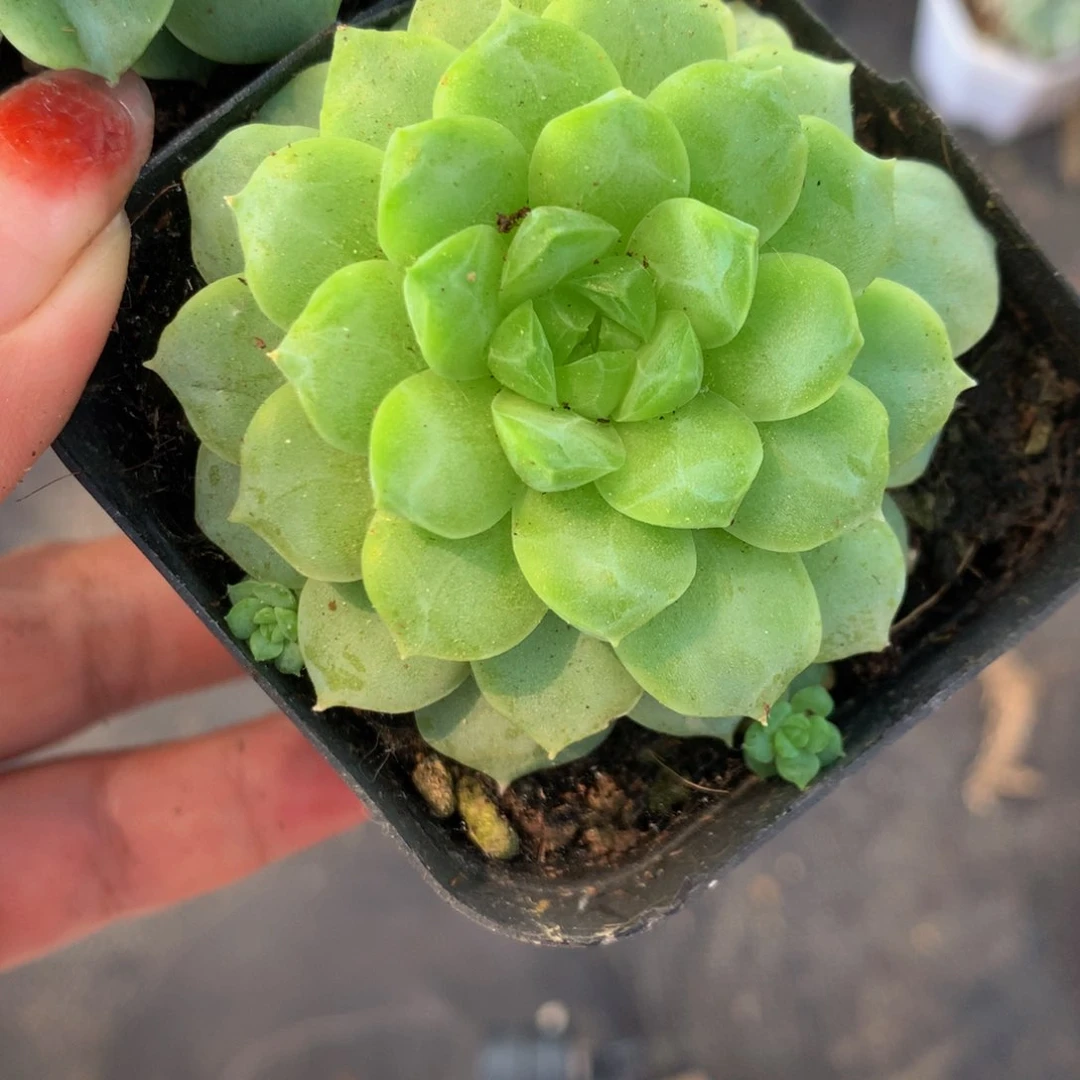 绿翡翠 珍妮 （满9.99包邮不满9.99发叶子）