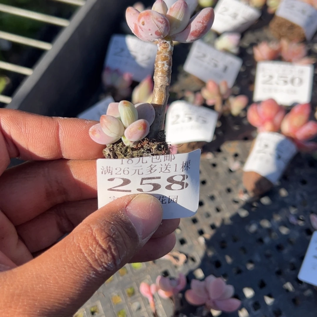 258号小老庄 一物一拍