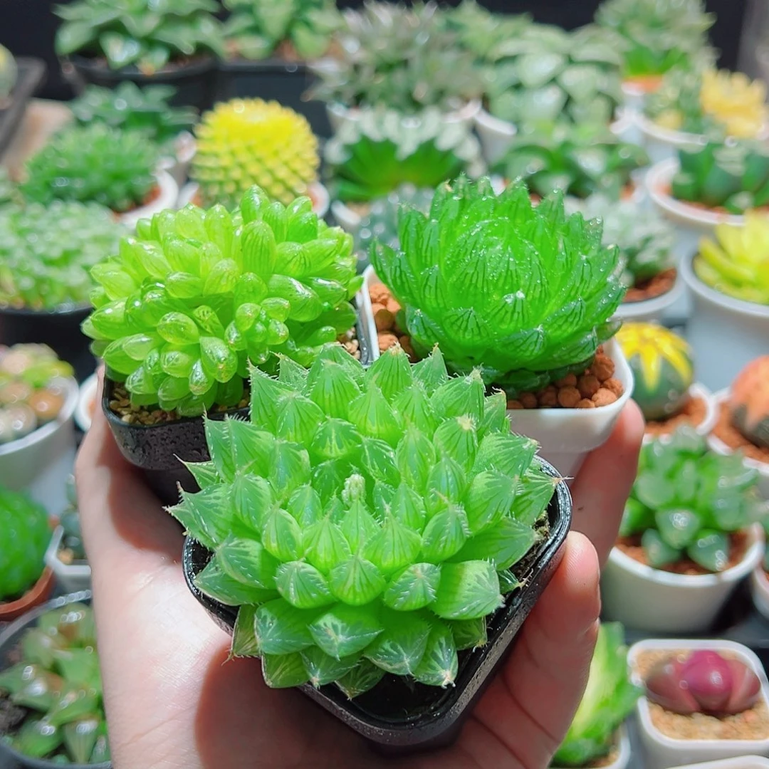 草玉露 樱水晶 琉璃莲 多肉