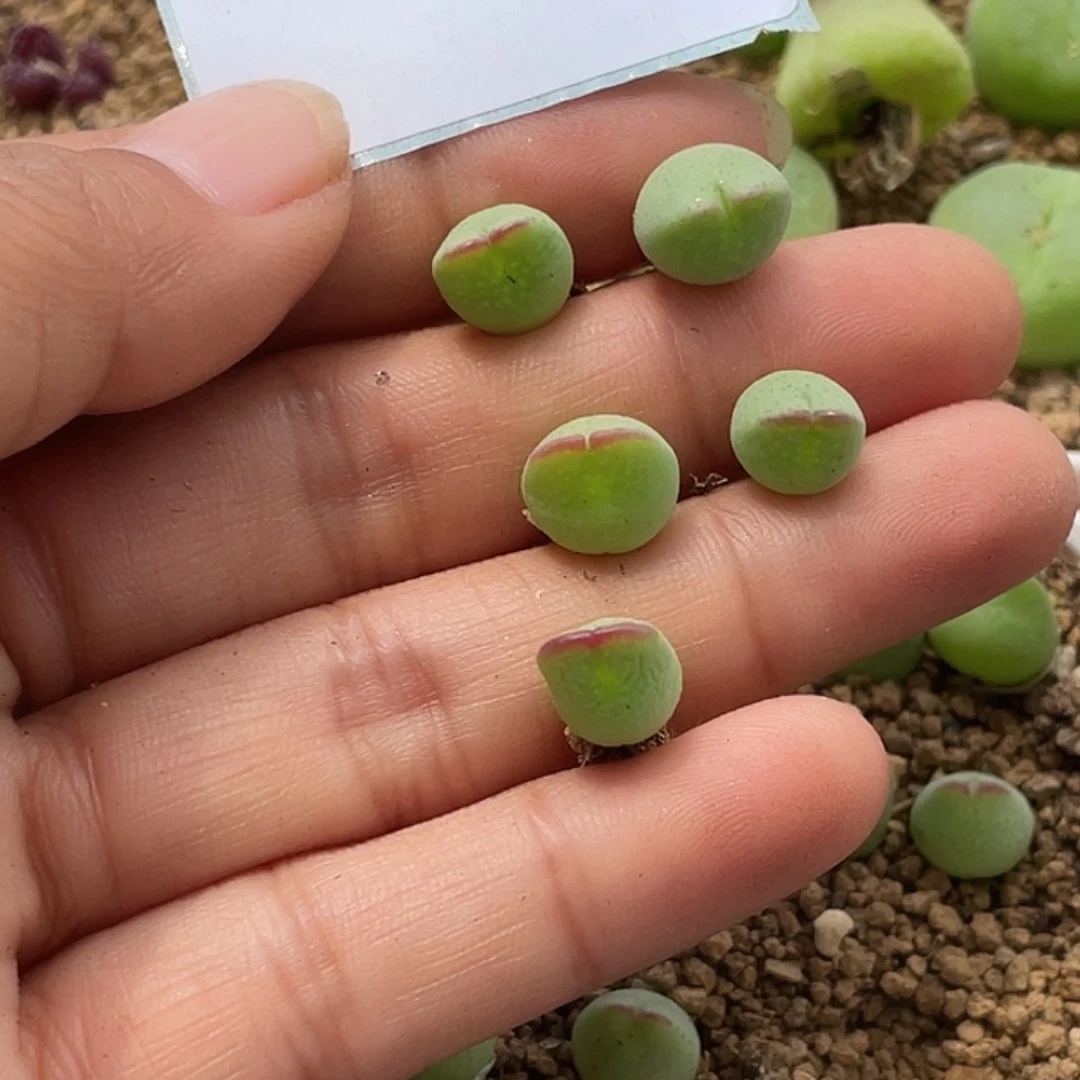 华*9-80肉锥多肉植物