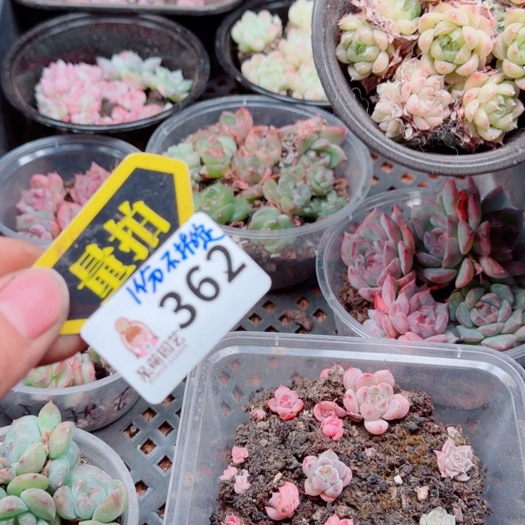 多肉植物多肉植物