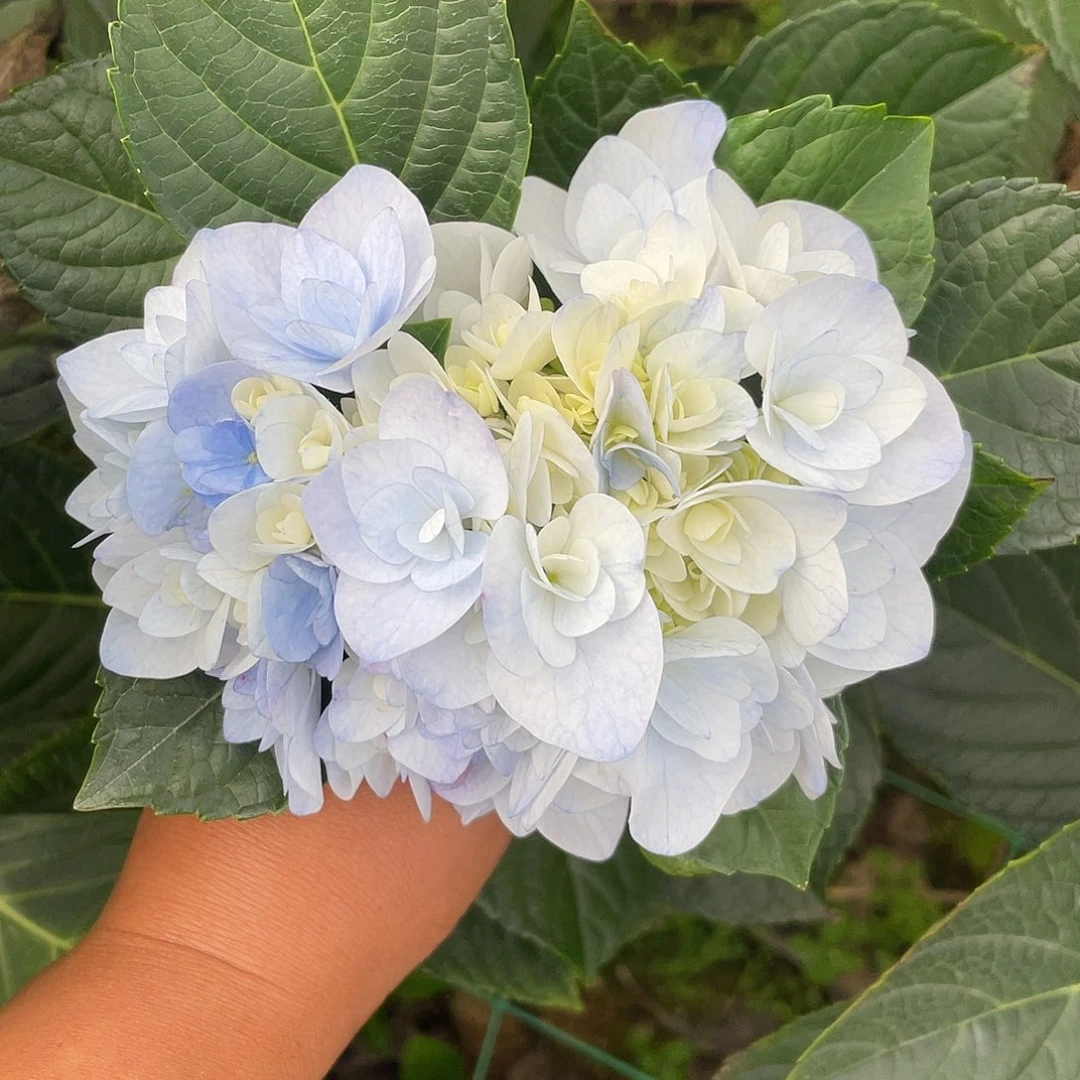 绣球切花一物一拍3枝起包邮，102