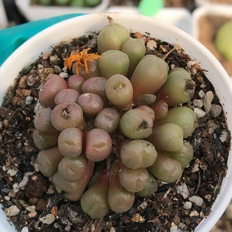 多肉肉锥 黄花铜壶