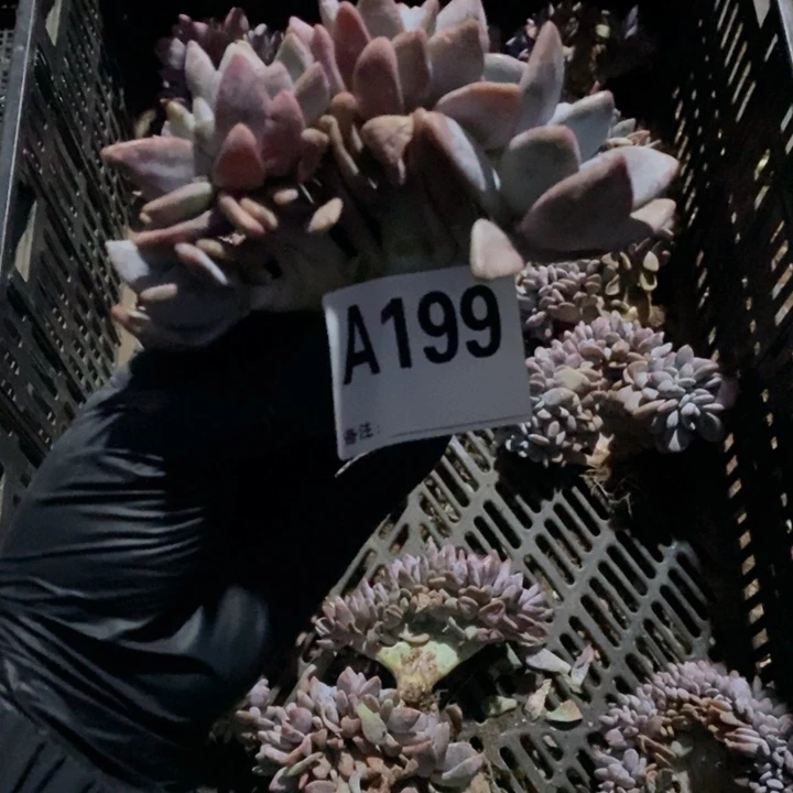 199 粉兔缀呀呀呀呀