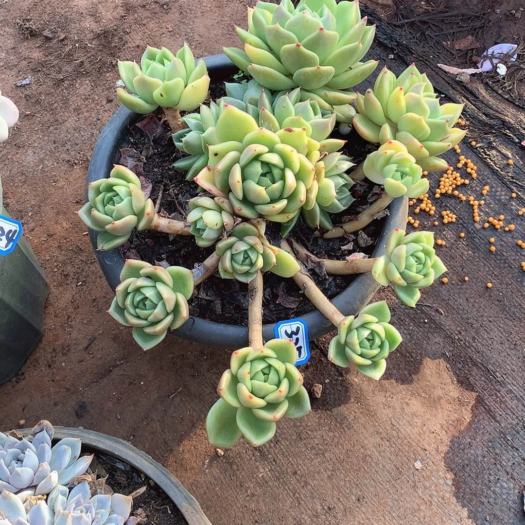 325白玫瑰 一物一拍多肉