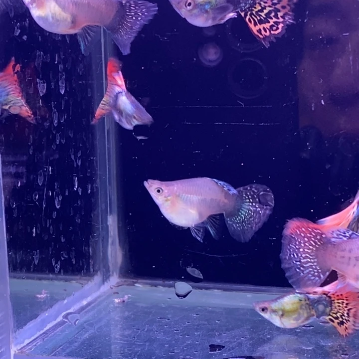 孔雀鱼龙球4对包邮