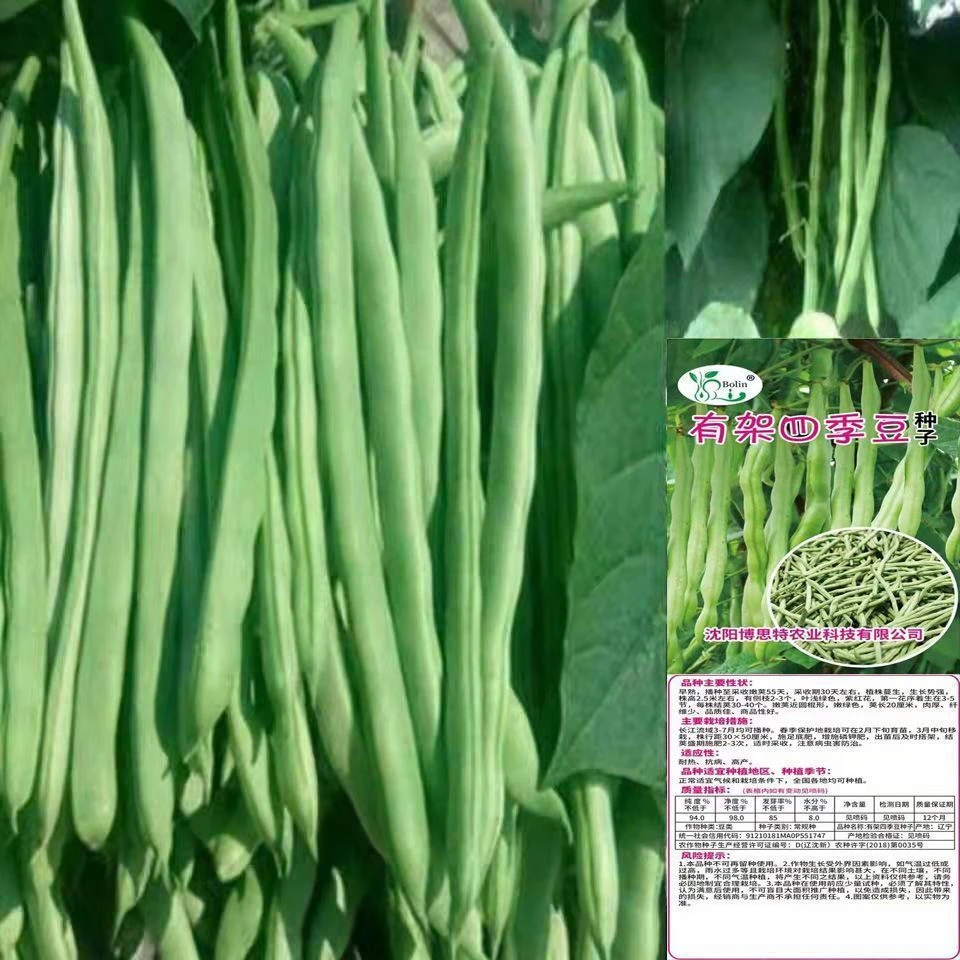 【红花四季豆种子】高产爬藤搭架早熟红花四季豆种子春秋季蔬菜种子