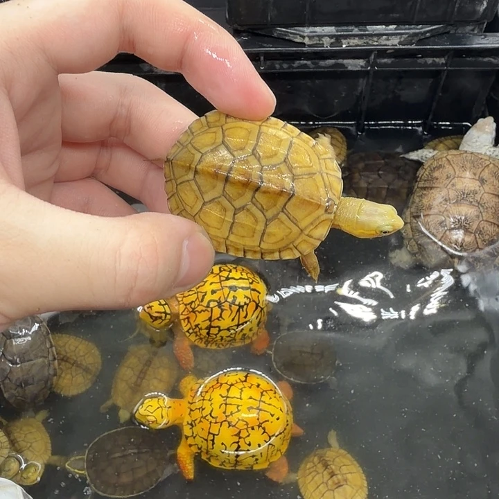 宠物龟不分公母小青