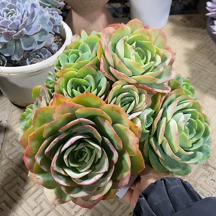 小七夕多肉桃花坞83