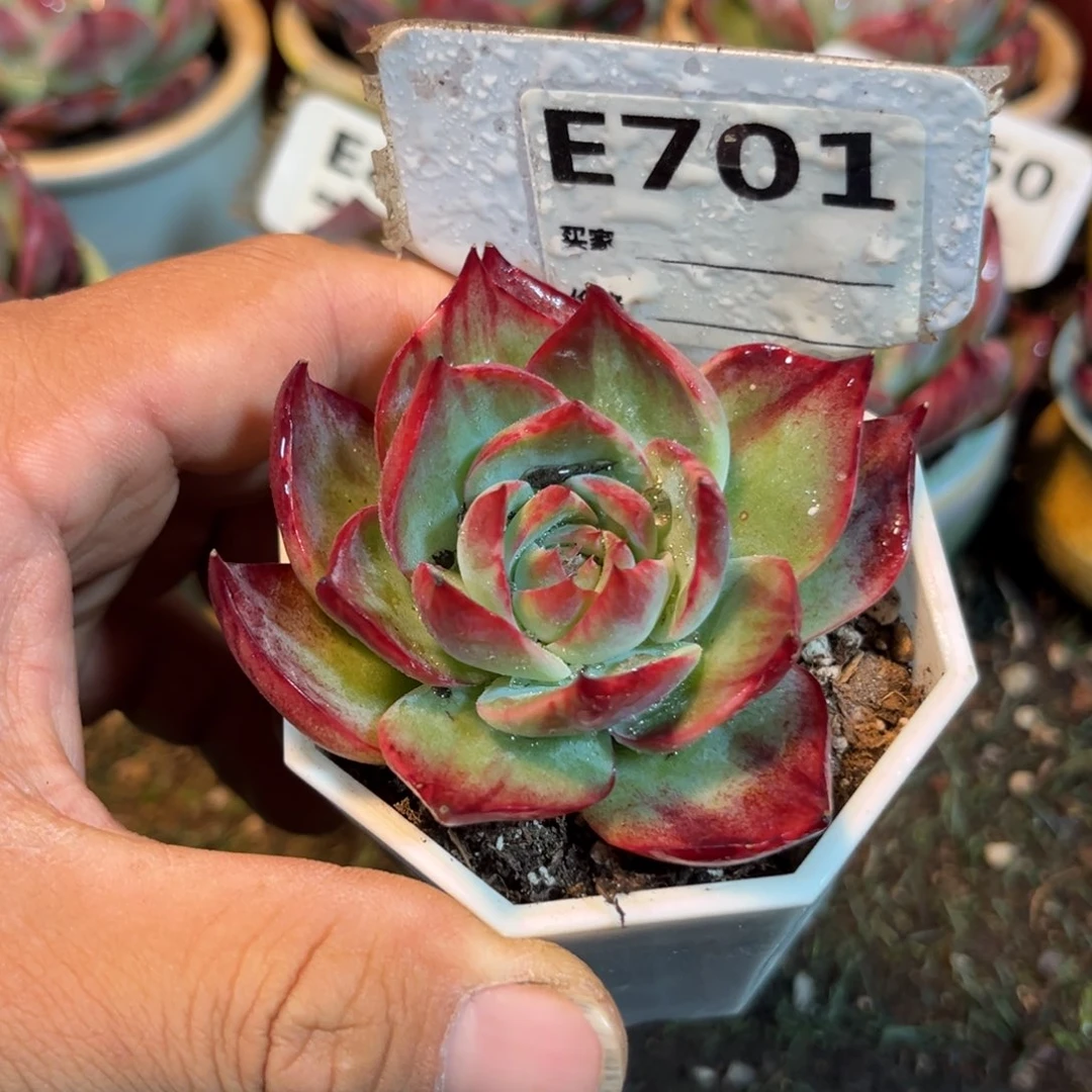 惊鸿一瞥701岁小