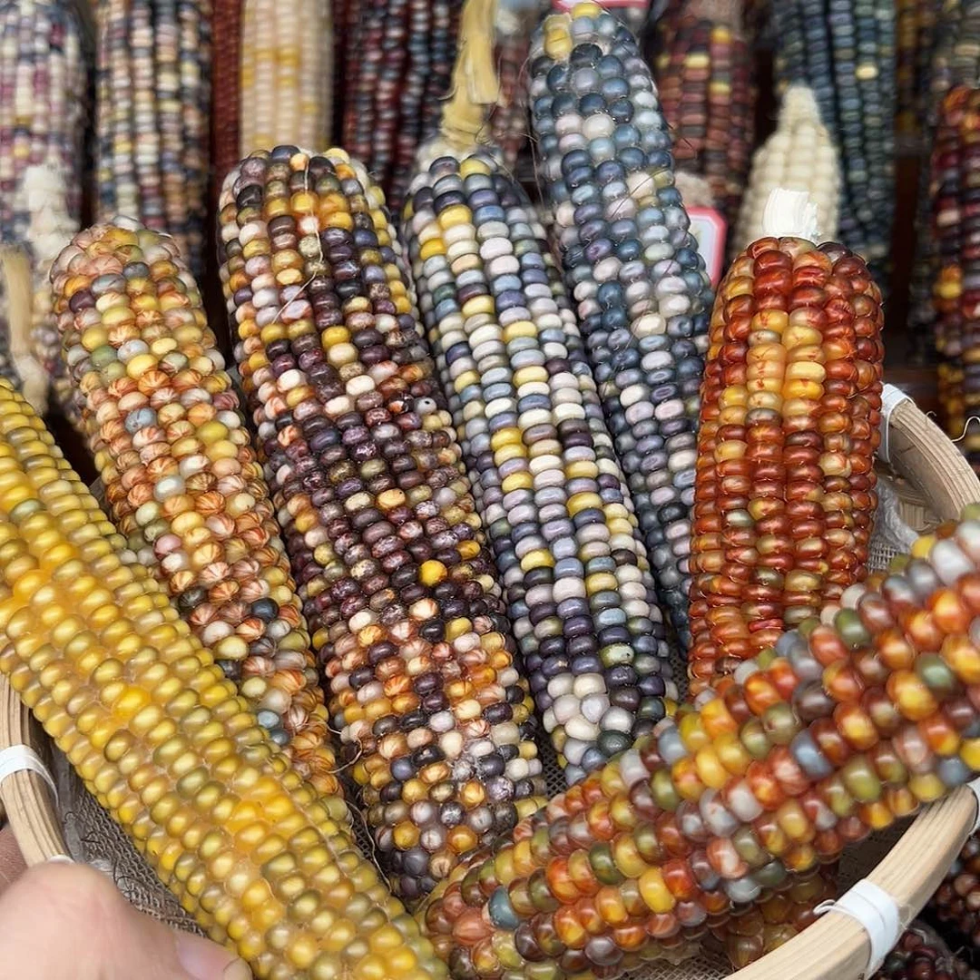 昵****天文玩玉米毛料精品