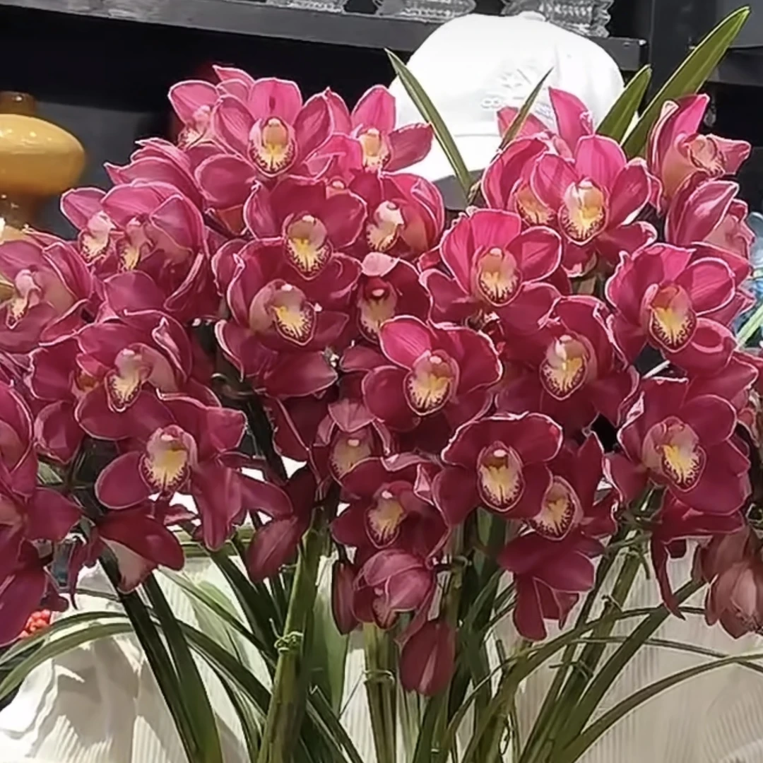 光彩【直兰】大花蕙兰年宵花盆栽花卉多年生室内阳台