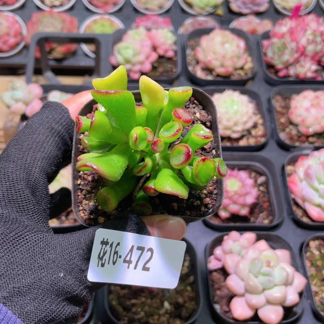 花利美16-472吸财树