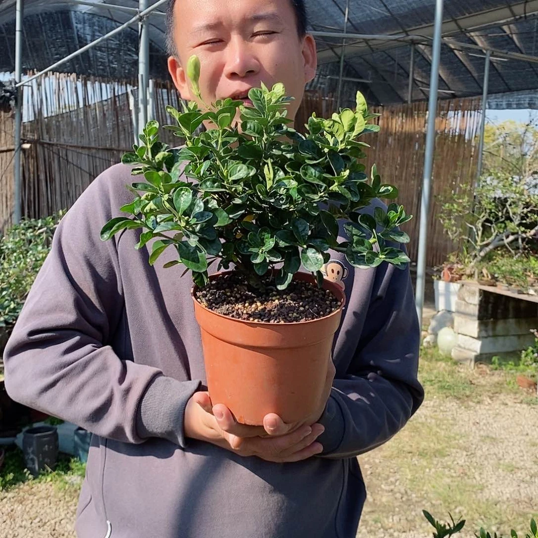 无花朵杨**风栀子花