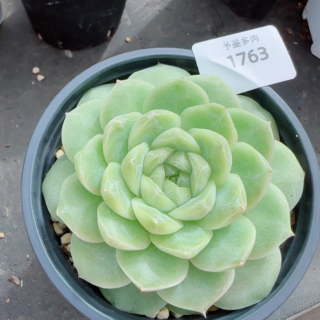 梨花白，1763多肉植物