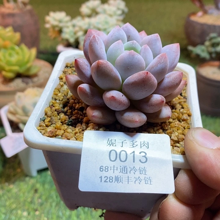 0013啊啊啊啊啊啊啊啊啊